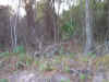 Tract 5 next to Property Line Clearing